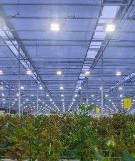 Horticultura
